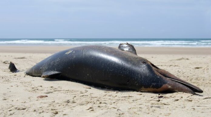 Experts Puzzled About Mysterious Dead Dolphins Washing Up on Beaches